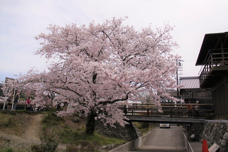 野遊び棚の前の桜