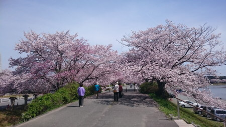 五十鈴川桜　土手の桜