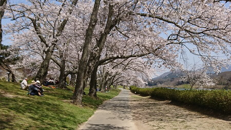 宮リバー　桜のトンネル